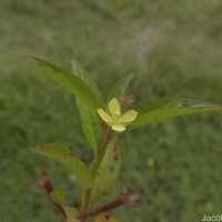 Ludwigia hyssopifolia (G.Don) Exell